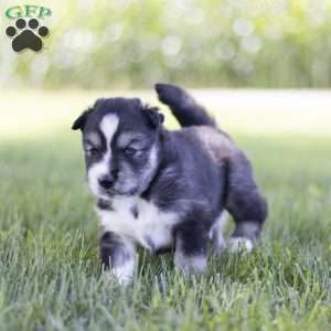 Saxon, Siberian Husky Puppy